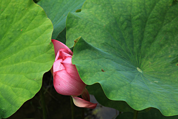 學學台灣文化色彩